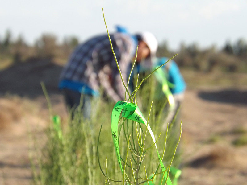 7��14����������ҁ�(l��i)�������֌���ٛ(z��ng)�ߵľG�z��ϵ��������������ͽz�����(y��ng)�����ҫ���W���Gɫ�Ĺ�â��