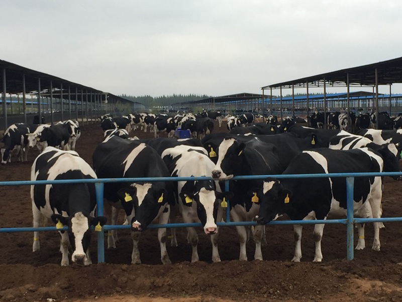 ���w��ɳĮ�ｨ�O(sh��)����ţ��(ch��ng)��