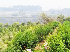 �������ܵ��l(xi��ng)�����ǰ���ӷ��s����������ؚ�F����С����ͨ�^���������(y��u)���Ľ�(j��ng)����������׃��ؚ�F��ò������̽۴��S������ɵ��r(n��ng)��@�����S������롭