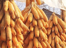 �Ŵ���������֮����