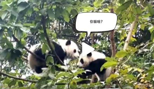 �L�L��̫�ɐ�(��i)����С��ȫ�̡���ĸЦ����