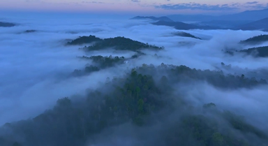 云南:南糯山云海翻涌 萬(wàn)畝古茶沐晨光