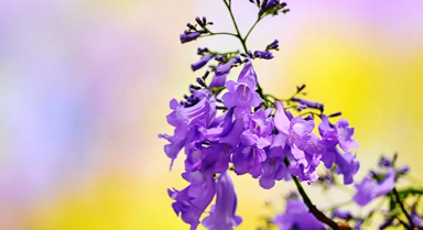 雲(yún)南巧家藍(lán)花楹織就紫色夢境